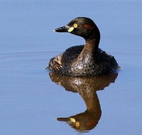 Panboola Wetlands - Accommodation Bookings