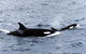 Killer Whale Trail - thumb 0