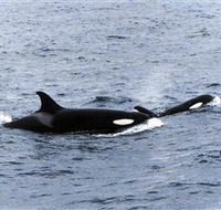 Killer Whale Trail - Accommodation Bookings