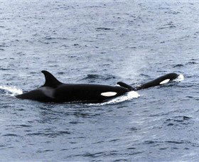 Killer Whale Trail - Accommodation Bookings 0