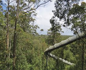 Tarkine Forest Adventures - Dismal Swamp - Accommodation Bookings 1