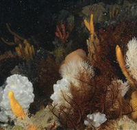 Point Hicks Marine National Park - Accommodation Bookings