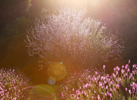 Jasmin Organics Skincare Farm And Factory - Accommodation Bookings 1