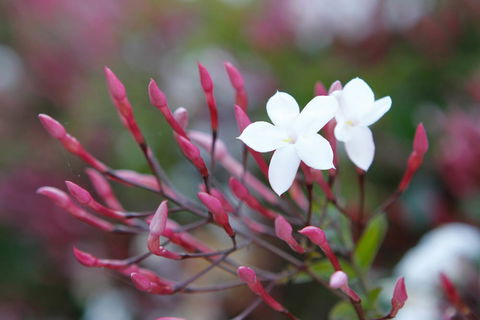 Jasmin Organics Skincare Farm And Factory - Accommodation Bookings 3