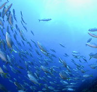 Cape Byron Marine Park - Accommodation Bookings