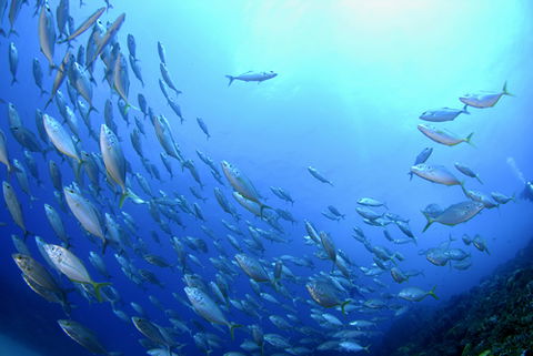 Cape Byron Marine Park - Accommodation Bookings 0