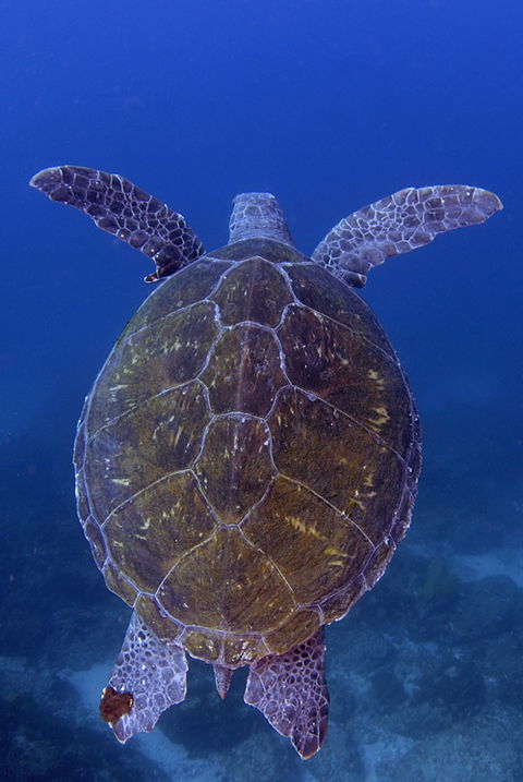 Cape Byron Marine Park - Accommodation Bookings 3