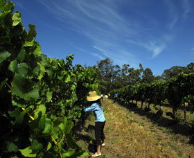 Cullen Wines - Accommodation Bookings 1