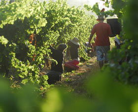 Cullen Wines - Accommodation Bookings 2