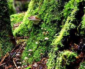 Philosopher Falls - Accommodation Bookings 3