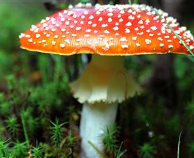 Philosopher Falls - Accommodation Bookings 2