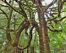 Philosopher Falls - Accommodation Bookings 5