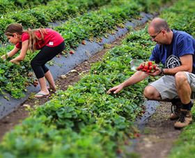 Turners Beach Berry Patch - Accommodation Bookings 3