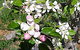 Avro Park Orchards - thumb 0