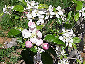 Avro Park Orchards - Accommodation Bookings 0
