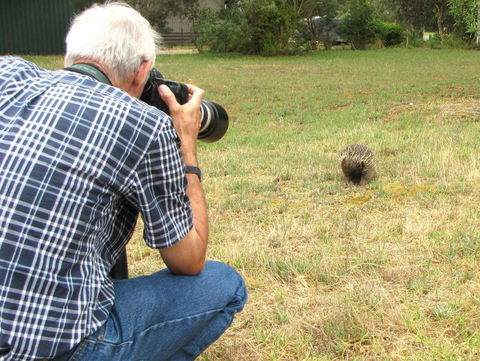 Echidna Walkabout Nature Tours - Accommodation Bookings 7