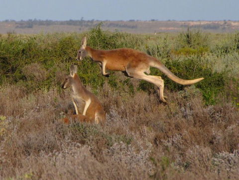 Echidna Walkabout Nature Tours - Accommodation Bookings 11
