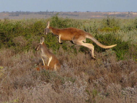 Echidna Walkabout Nature Tours - Accommodation Bookings 14