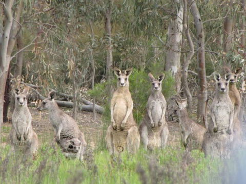 Echidna Walkabout Nature Tours - Accommodation Bookings 15