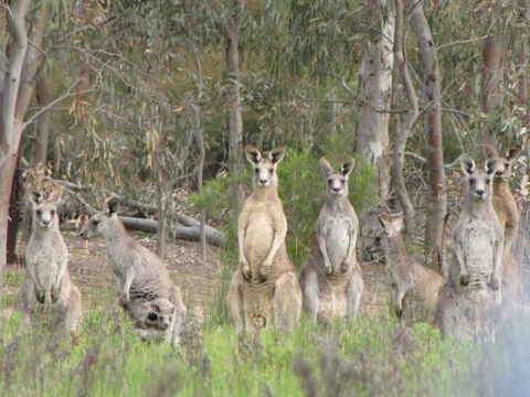 Echidna Walkabout Nature Tours - Accommodation Bookings 16