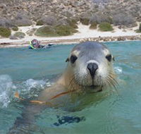 Calypso Star Charters - Accommodation Bookings