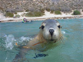 Calypso Star Charters - Accommodation Bookings 3