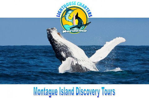 Lighthouse Charters Narooma - Accommodation Bookings 0