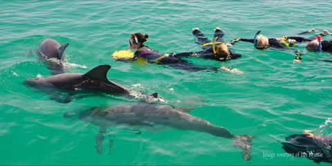 Rockingham Wild Encounters - Swim With Wild Dolphins - Accommodation Bookings 0