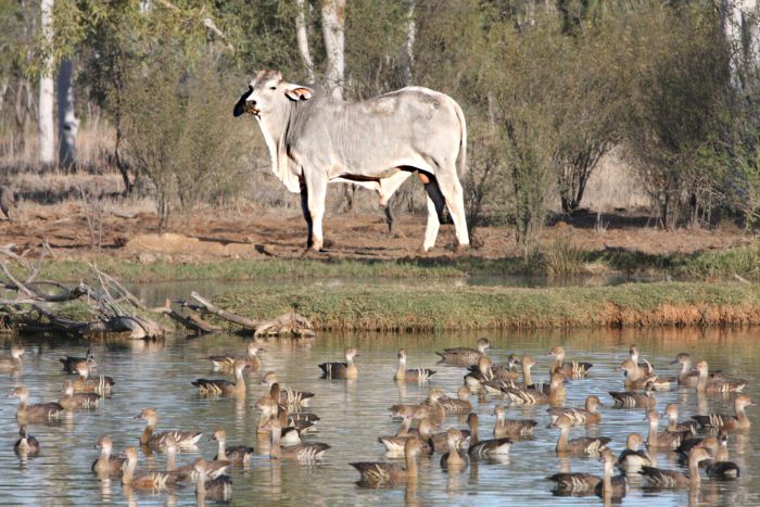 Boulia QLD Accommodation Bookings