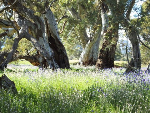 Aussie Heritage Tours - Accommodation Bookings 3