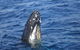 Jervis Bay Whales - thumb 0