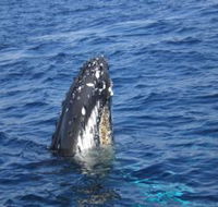 Jervis Bay Whales - Accommodation Bookings