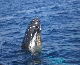 Jervis Bay Whales - Accommodation Bookings 1