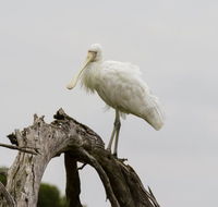 Melbourne Birding Tours - Accommodation Bookings