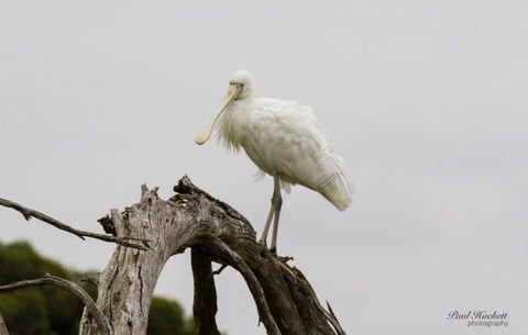 Melbourne Birding Tours - Accommodation Bookings 6