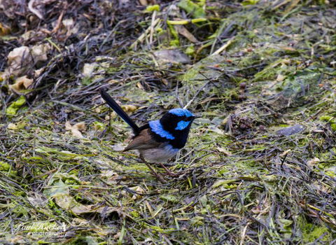 Melbourne Birding Tours - Accommodation Bookings 7