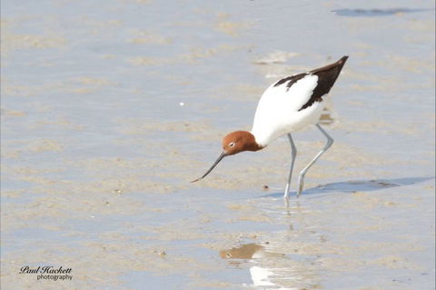 Melbourne Birding Tours - Accommodation Bookings 14