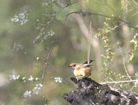 Melbourne Birding Tours - Accommodation Bookings 15
