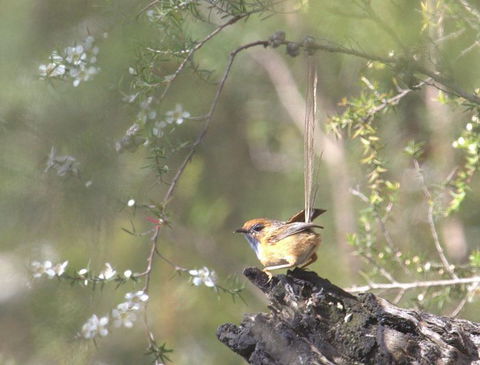Melbourne Birding Tours - Accommodation Bookings 18