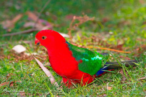 Melbourne Birding Tours - Accommodation Bookings 20