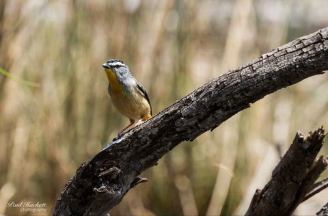 Melbourne Birding Tours - Accommodation Bookings 22