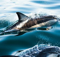 Dolphin Swim Australia - Accommodation Bookings