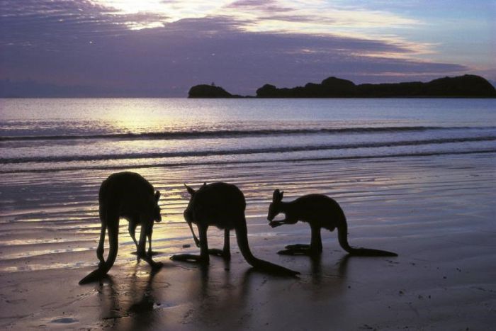 Seaforth QLD Accommodation Bookings