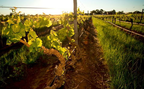 Kaesler Old Vine Vineyard Tour - Accommodation Bookings 0