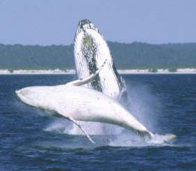Reel Time Charters Yamba - Accommodation Bookings 3