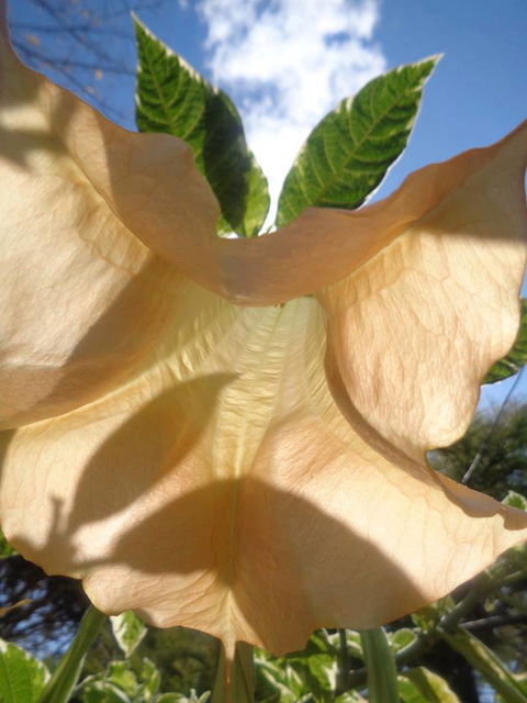 Marysworldart Bali Imports - Accommodation Bookings 1