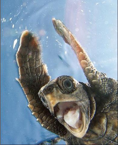 Kirra Dive “On The Tweed” - Accommodation Bookings 1