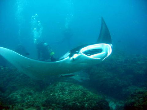 Kirra Dive “On The Tweed” - Accommodation Bookings 3