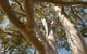 Lindsay Pryor Walk, Australian National University - thumb 0