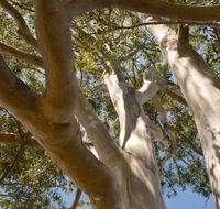 Lindsay Pryor Walk Australian National University - Accommodation Bookings